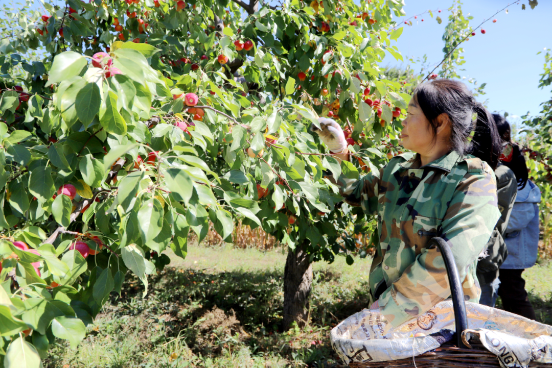 兴安盟沙果“红”了！年产值破2.6亿元