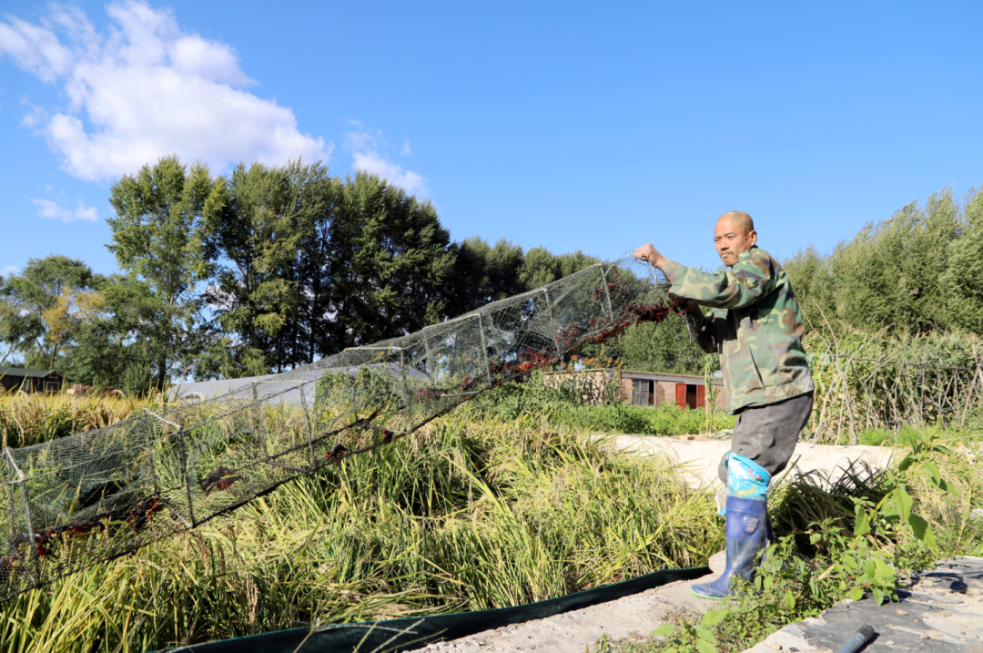 丰收季，兴安盟的稻田既打粮又抓鱼虾，村民直呼“值”！