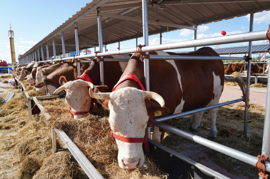 【兴安盟“十四五”答卷】北疆草原崛起现代化新图景——科右中旗2025年经济社会发展系列报道之二