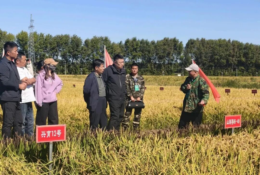 300万斤年销量！兴安粳稻良种受青睐
